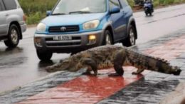 Des crocodiles dans les rues de Ouagadougou