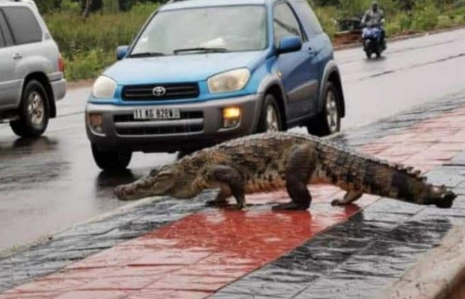 Des crocodiles dans les rues de Ouagadougou